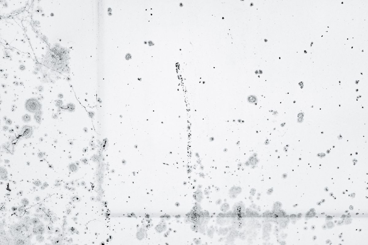 Mold growth spreading across a damp interior wall in a San Jose home